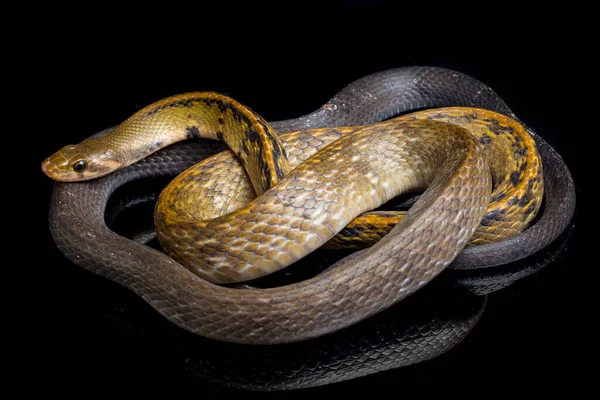 Coelognathus Flavolineatus Fekete Réz Patkány Kígyó Vagy Sárga Csíkos Kígyó — Stock Fotó