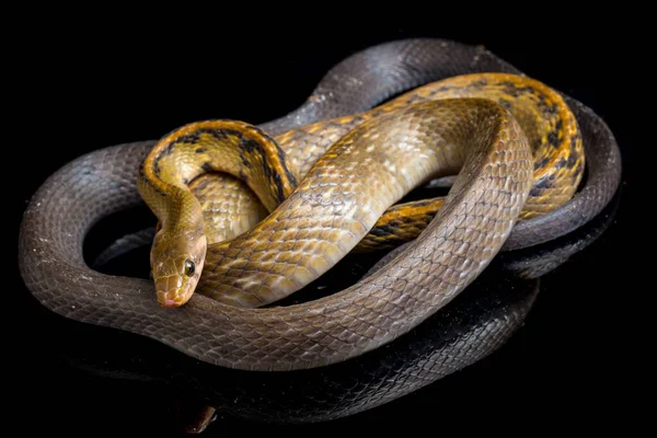 Coelognathus Flavolineatus Una Especie Serpiente Familia Colubrid Sudeste Asiático Aislado — Foto de Stock