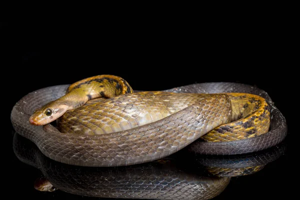 Coelognathus Flavolineatus Black Copper Rat Snake Yellow Striped Snake Species — Stock Photo, Image