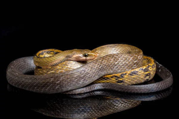 黒銅のネズミヘビ 黒銅のネズミ または黄色の縞模様のヘビ 英語版 Coelognathus Flavolineatus は東南アジアで発見されたコロブリッドヘビの一種である 黒い背景に隔離され — ストック写真