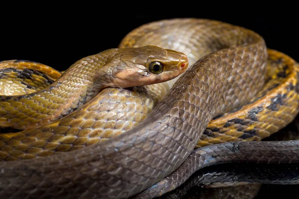 Coelognathus Flavolineatus 줄무늬 동남아시아에서 발견되는 브리드 일종이다 배경에 고립됨 — 스톡 사진