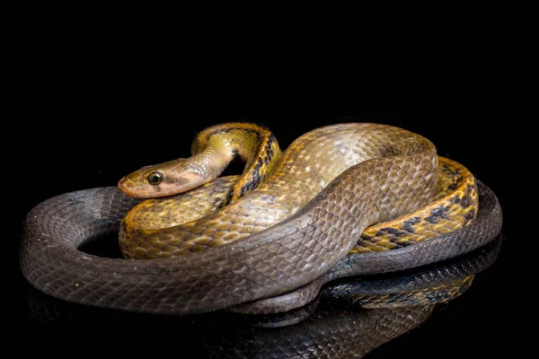 Coelognathus Flavolineatus Die Schwarze Kupferrattennatter Oder Gelb Gestreifte Schlange Ist — Stockfoto