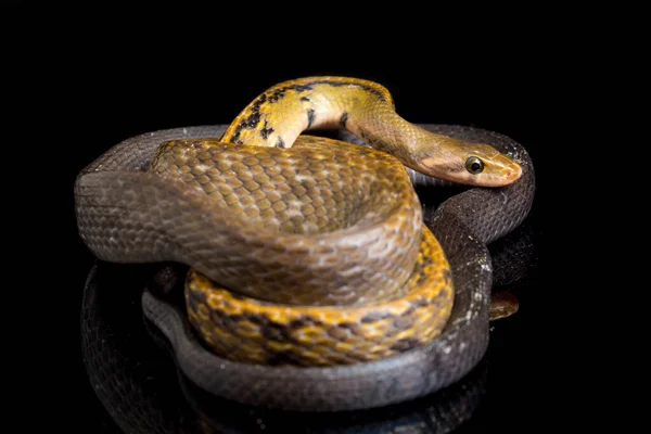 黒銅のネズミヘビ 黒銅のネズミ または黄色の縞模様のヘビ 英語版 Coelognathus Flavolineatus は東南アジアで発見されたコロブリッドヘビの一種である 黒い背景に隔離され — ストック写真