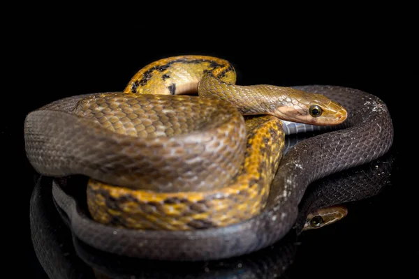 Coelognathus Flavolineatus Serpente Ratto Nero Serpente Strisce Gialle Una Specie — Foto Stock