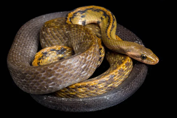 Coelognathus Flavolineatus Una Especie Serpiente Familia Colubrid Sudeste Asiático Aislado — Foto de Stock