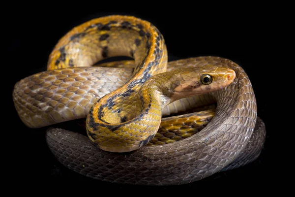 Coelognathus Flavolineatus Μαύρο Φίδι Αρουραίων Χαλκού Κίτρινο Ριγωτό Φίδι Είναι — Φωτογραφία Αρχείου