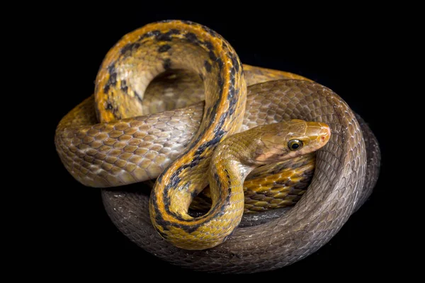 Coelognathus Flavolineatus Una Especie Serpiente Familia Colubrid Sudeste Asiático Aislado —  Fotos de Stock