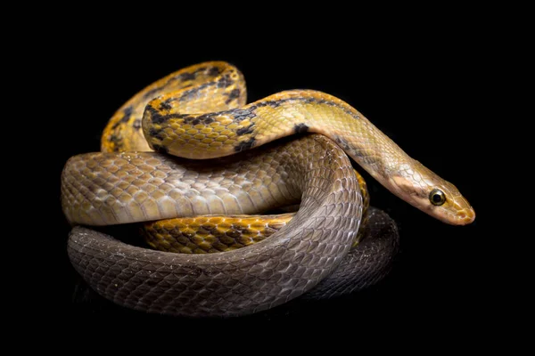 Coelognathus Flavolineatus Uma Espécie Serpente Gênero Coelognathus Pertencente Família Colubridae — Fotografia de Stock