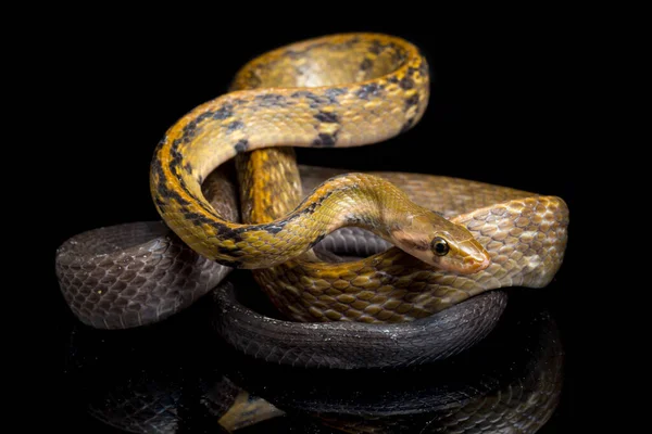 Coelognathus Flavolineatus Fekete Réz Patkány Kígyó Vagy Sárga Csíkos Kígyó — Stock Fotó