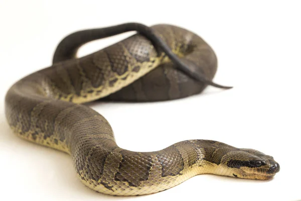 Serpiente Común Agua Con Cara Soplo Homalopsis Buccata Serpiente Agua —  Fotos de Stock