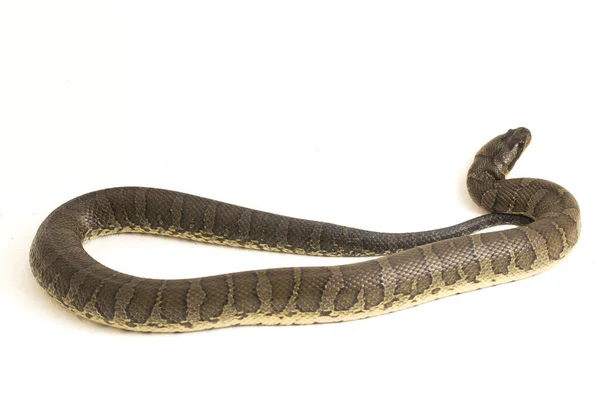 Serpiente Común Agua Con Cara Soplo Homalopsis Buccata Serpiente Agua — Foto de Stock