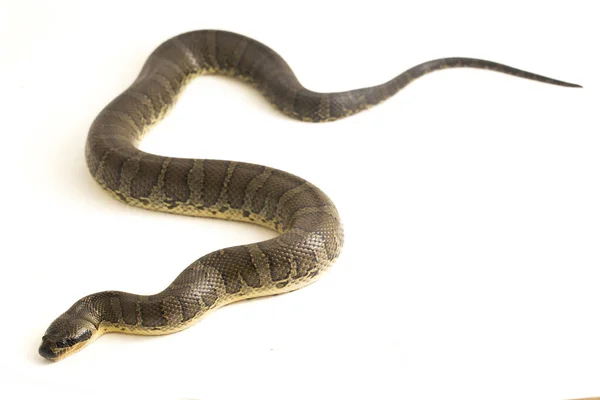 Serpent Eau Face Feuilletée Homalopsis Buccata Serpent Eau Bagué Serpent — Photo