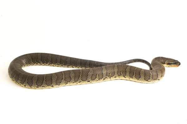 Serpiente Común Agua Con Cara Soplo Homalopsis Buccata Serpiente Agua — Foto de Stock