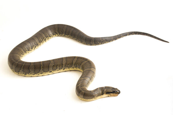 Обыкновенная пушистая водяная змея (Homalopsis buccata), полосатая водяная змея или полосатая водяная змея, изолированная на белом фоне
