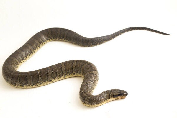 Обыкновенная пушистая водяная змея (Homalopsis buccata), полосатая водяная змея или полосатая водяная змея, изолированная на белом фоне
