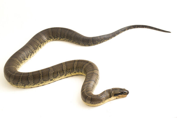 Обыкновенная пушистая водяная змея (Homalopsis buccata), полосатая водяная змея или полосатая водяная змея, изолированная на белом фоне
