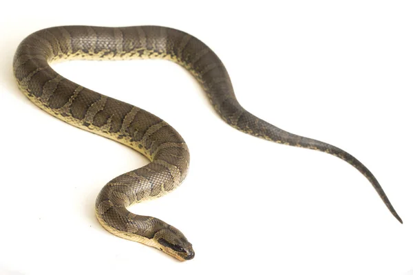 一般的なパフ顔の水蛇 ホモ接合型 帯水ヘビ または白い背景に孤立した帯水ヘビ — ストック写真