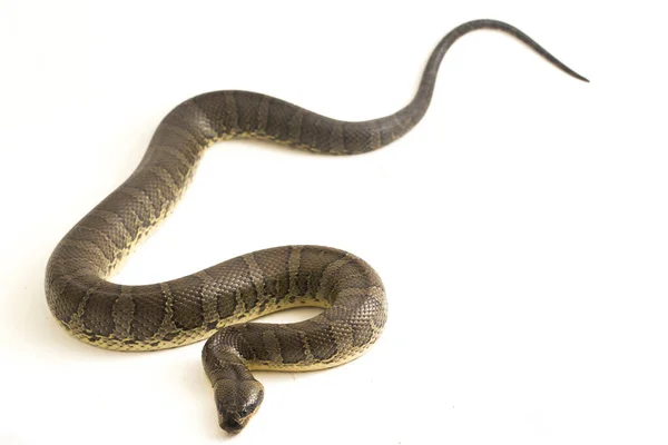 Gewöhnliche Wasserschlange Homalopsis Buccata Gebänderte Wasserschlange Oder Gebänderte Gebänderte Wasserschlange — Stockfoto