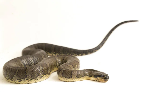 Common Puff Faced Water Snake Homalopsis Buccata Banded Water Snake — Stock Photo, Image