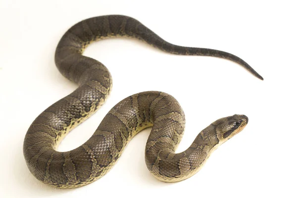 Serpiente Común Agua Con Cara Soplo Homalopsis Buccata Serpiente Agua — Foto de Stock