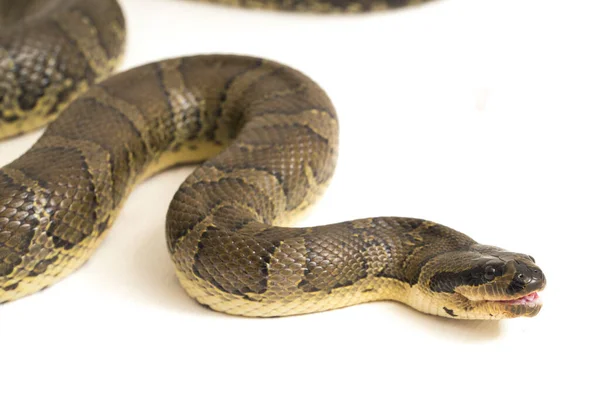 Serpiente Común Agua Con Cara Soplo Homalopsis Buccata Serpiente Agua —  Fotos de Stock