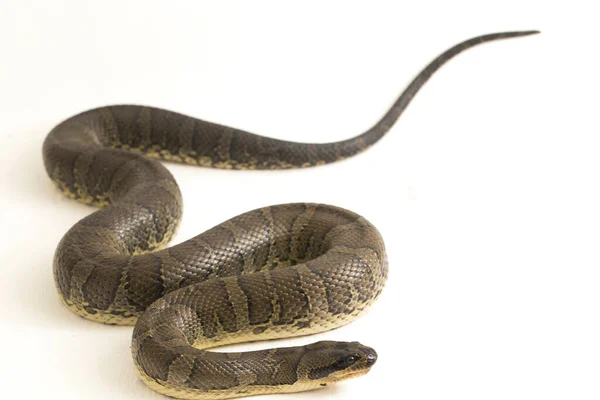 Gewöhnliche Wasserschlange Homalopsis Buccata Gebänderte Wasserschlange Oder Gebänderte Gebänderte Wasserschlange — Stockfoto