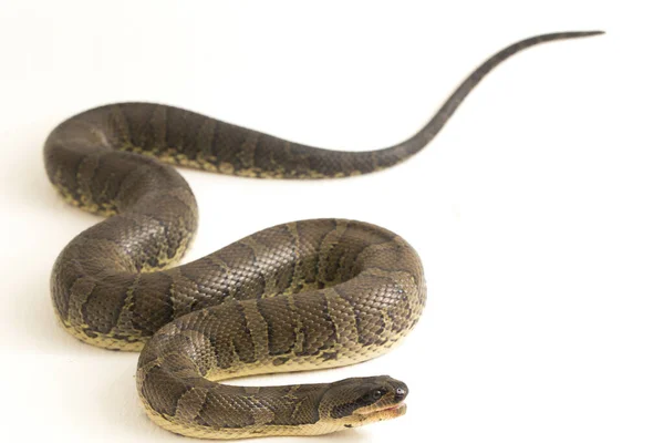 Serpiente Común Agua Con Cara Soplo Homalopsis Buccata Serpiente Agua — Foto de Stock