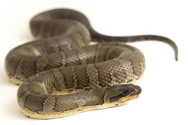 Gewöhnliche Wasserschlange Homalopsis Buccata Gebänderte Wasserschlange Oder Gebänderte Gebänderte Wasserschlange — Stockfoto