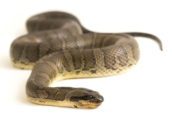 Gewöhnliche Wasserschlange Homalopsis Buccata Gebänderte Wasserschlange Oder Gebänderte Gebänderte Wasserschlange — Stockfoto