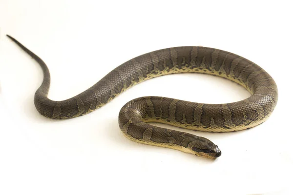 Обыкновенная Пушистая Водяная Змея Homalopsis Buccata Полосатая Водяная Змея Полосатая — стоковое фото