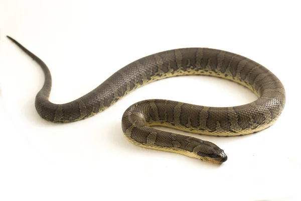 Gewöhnliche Wasserschlange Homalopsis Buccata Gebänderte Wasserschlange Oder Gebänderte Gebänderte Wasserschlange — Stockfoto