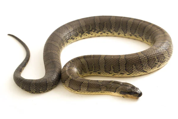 Közönséges Vízikígyó Homalopsis Buccata Sávos Vízikígyó Vagy Sávos Vízikígyó Fehér — Stock Fotó