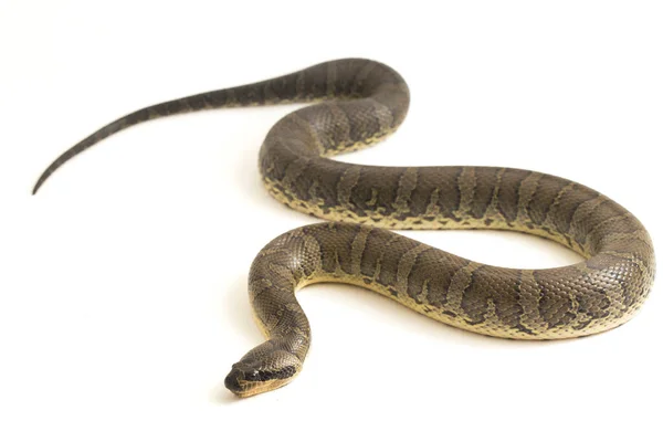 Serpiente Común Agua Con Cara Soplo Homalopsis Buccata Serpiente Agua — Foto de Stock