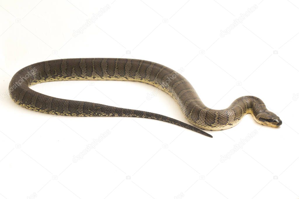 Common puff-faced water snake (Homalopsis buccata), banded water snake, or banded puff-faced water snake isolated on white background