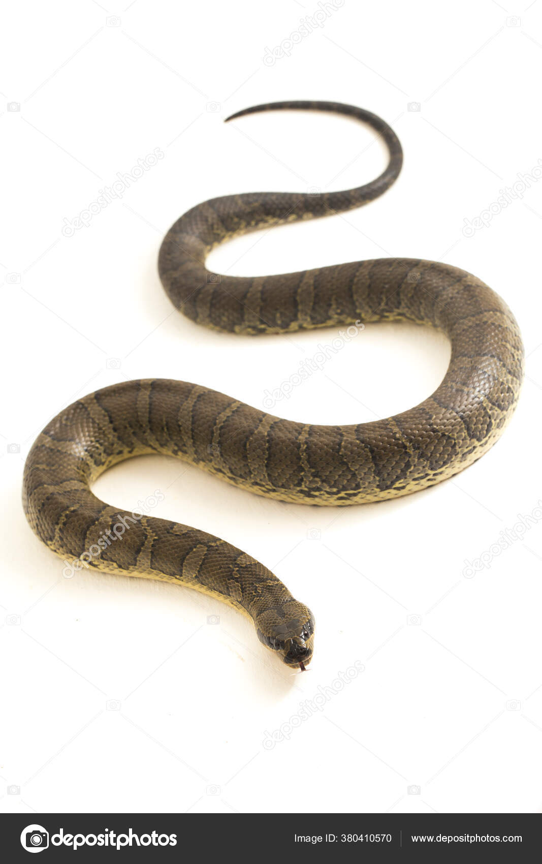 Common Puff Faced Water Snake Homalopsis Buccata Banded Water