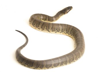 Yaygın kabarık yüzlü su yılanı (Homalopsis bucccata), bantlı su yılanı veya beyaz arka planda izole edilmiş kabarık yüzlü su yılanı.