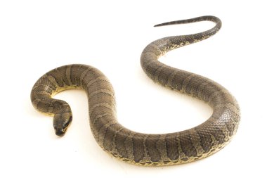 Yaygın kabarık yüzlü su yılanı (Homalopsis bucccata), bantlı su yılanı veya beyaz arka planda izole edilmiş kabarık yüzlü su yılanı.
