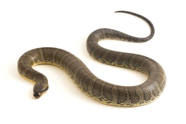 Yaygın kabarık yüzlü su yılanı (Homalopsis bucccata), bantlı su yılanı veya beyaz arka planda izole edilmiş kabarık yüzlü su yılanı.