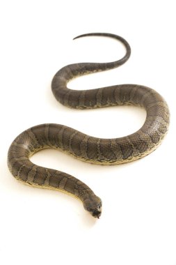 Yaygın kabarık yüzlü su yılanı (Homalopsis bucccata), bantlı su yılanı veya beyaz arka planda izole edilmiş kabarık yüzlü su yılanı.