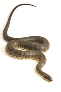 Yaygın kabarık yüzlü su yılanı (Homalopsis bucccata), bantlı su yılanı veya beyaz arka planda izole edilmiş kabarık yüzlü su yılanı.