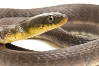Su Yılanı Üçgeni Keelback (Xenochrophis Trianguligerus) beyaz arka planda izole edilmiştir