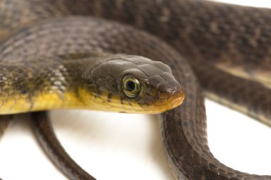 Su Yılanı Üçgeni Keelback (Xenochrophis Trianguligerus) beyaz arka planda izole edilmiştir