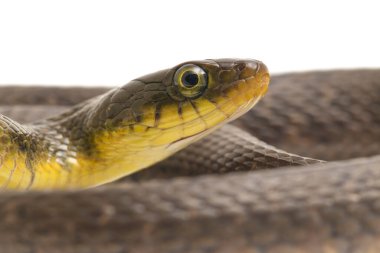 Su Yılanı Üçgeni Keelback (Xenochrophis Trianguligerus) beyaz arka planda izole edilmiştir