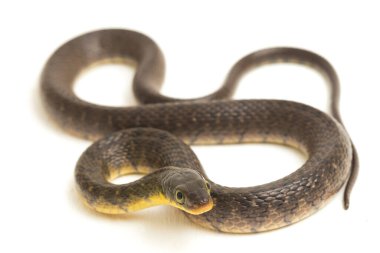 Su Yılanı Üçgeni Keelback (Xenochrophis Trianguligerus) beyaz arka planda izole edilmiştir