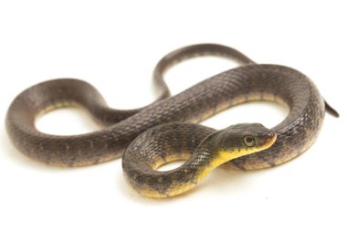Su Yılanı Üçgeni Keelback (Xenochrophis Trianguligerus) beyaz arka planda izole edilmiştir
