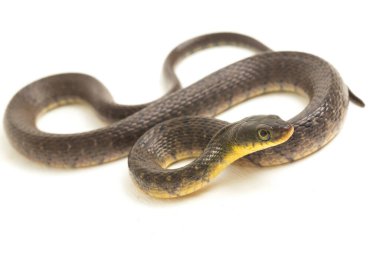 Su Yılanı Üçgeni Keelback (Xenochrophis Trianguligerus) beyaz arka planda izole edilmiştir