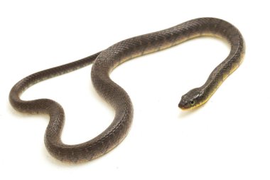 Su Yılanı Üçgeni Keelback (Xenochrophis Trianguligerus) beyaz arka planda izole edilmiştir