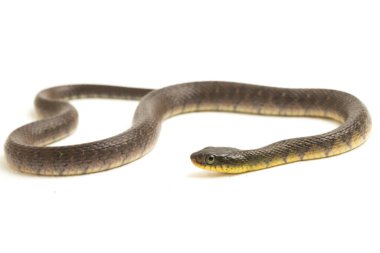Su Yılanı Üçgeni Keelback (Xenochrophis Trianguligerus) beyaz arka planda izole edilmiştir