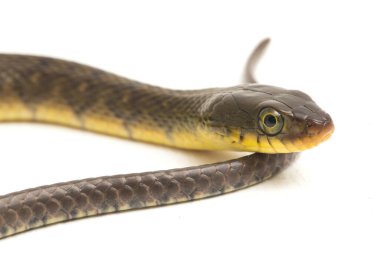 Su Yılanı Üçgeni Keelback (Xenochrophis Trianguligerus) beyaz arka planda izole edilmiştir