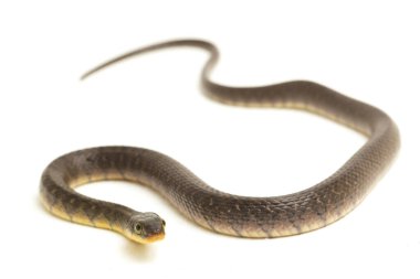 Su Yılanı Üçgeni Keelback (Xenochrophis Trianguligerus) beyaz arka planda izole edilmiştir
